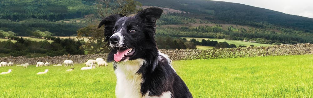 Working Dog Dry Muesli