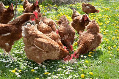 Poultry Feeds